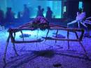 A giant spider crab * 600 x 450 * (45KB)
